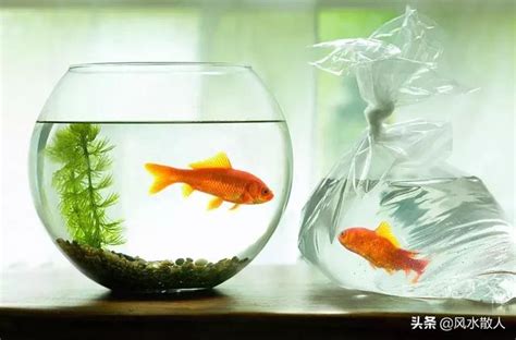 魚一直死風水|魚突然死了預示擋災嗎 養的魚死了怎麼處理